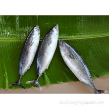 Exportación de pescado congelado entero redondo de bonito skipjack